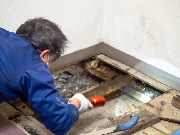 Best Mold Remediation  in St Bernard, OH