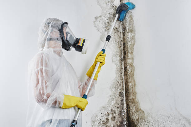 Best Best Mold Removal Companies  in St Bernard, OH