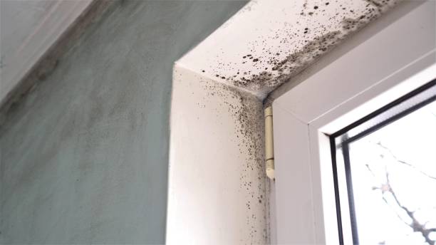 Best Attic Mold Removal  in St Bernard, OH