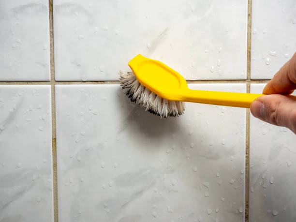 Best Black Mold Removal  in St Bernard, OH