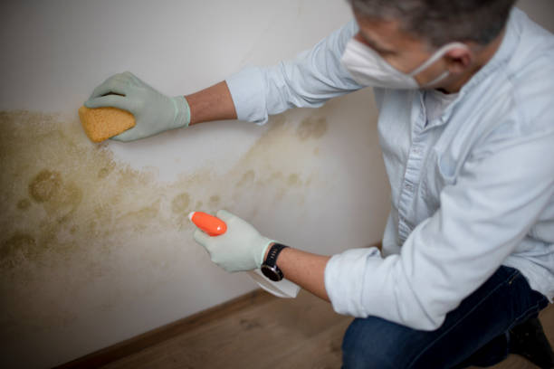 Best Commercial Mold Removal  in St Bernard, OH