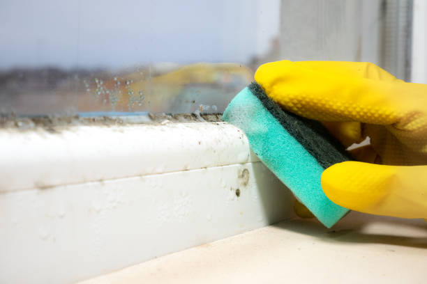 Best Certified Mold Removal  in St Bernard, OH