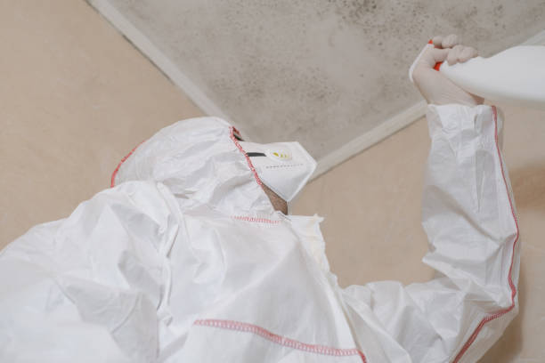 Best Local Mold Removal Service  in St Bernard, OH