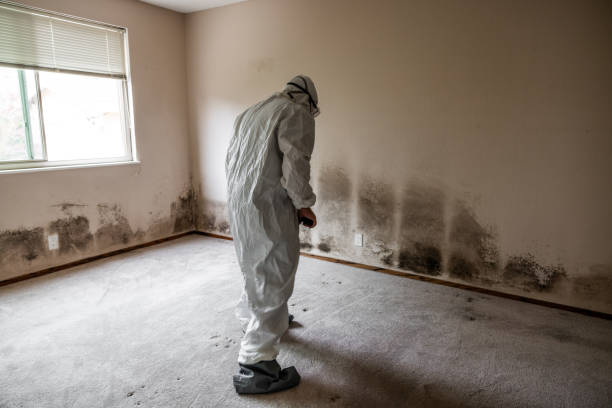 Best Office Mold Removal Services  in St Bernard, OH