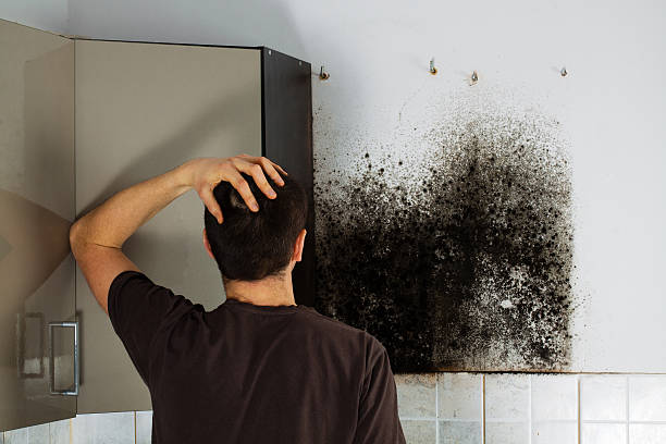 Best Fast Mold Removal  in St Bernard, OH
