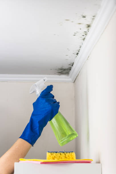 Best Mold Damage Repair  in St Bernard, OH