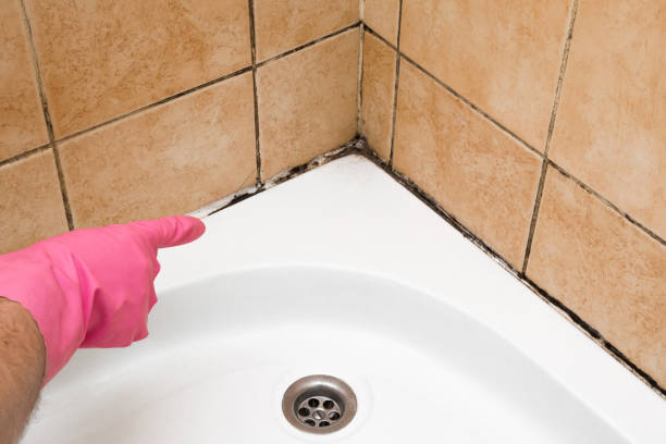 Home Mold Removal in St Bernard, OH